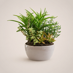 syndicate | Ceramic Planters & Pottery